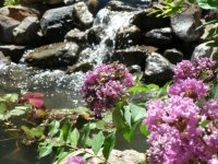 Water fall and pretty flowers