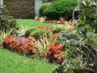 begonia seasonal color install